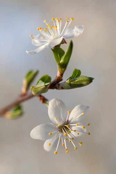 Vilda blommor — Stockfoto