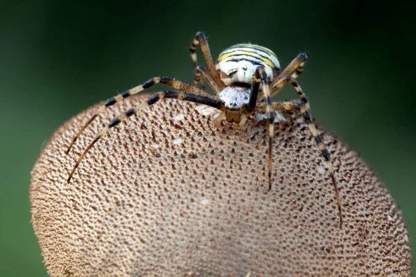 Araña avispa — Foto de Stock