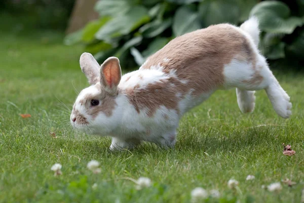 Lapin sautant dans une prairie verte — Photo