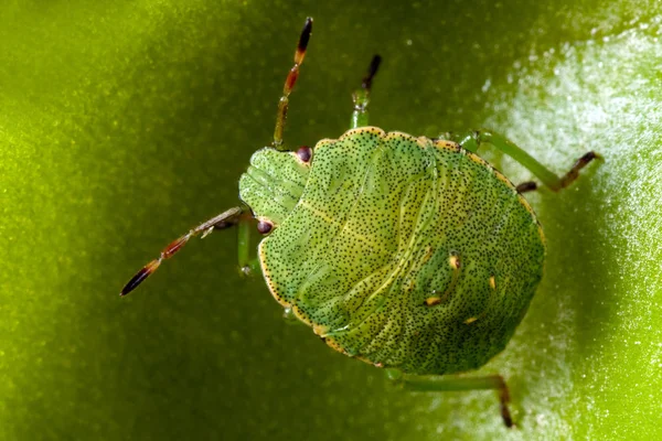 Escudo Verde Bug — Fotografia de Stock