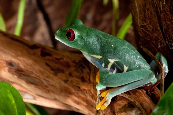Beutiful red-eyed frog female — Stock Photo, Image