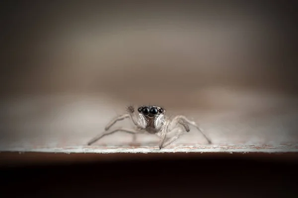 Aranha Saltitante Muito Pequena Sobre Nota — Fotografia de Stock