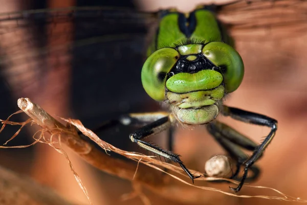 Libélula en rama seca — Foto de Stock