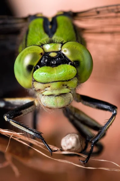 Libelle auf trockenem Ast — Stockfoto