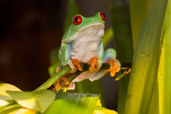 Red-eyed tree frog playing — Stock Photo, Image