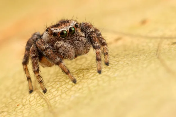 Retrato Aranha Saltitante Folha Amarela Outono — Fotografia de Stock