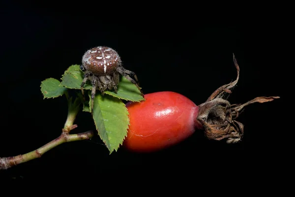 Araneus und die Früchte der Hagebutten — Stockfoto