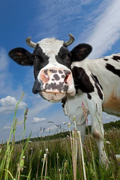 Kuh Porträt auf dem blauen Himmel Hintergrund — Stockfoto