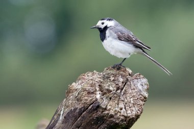 Yeşil zemin üzerine kuyruksallayan
