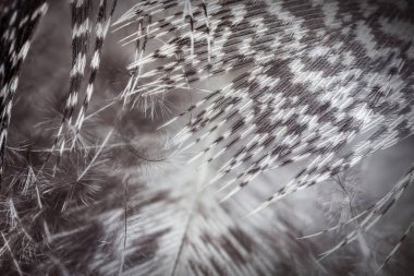 Gri güzel tüyleri doku içinde yakın çekim