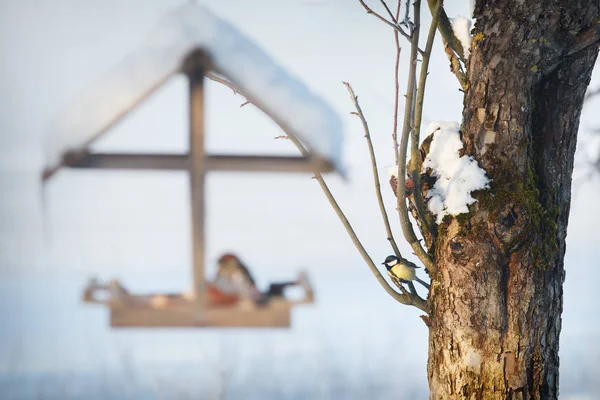 Little Tit Tree Waiting Sparrow Eating — Stockfoto