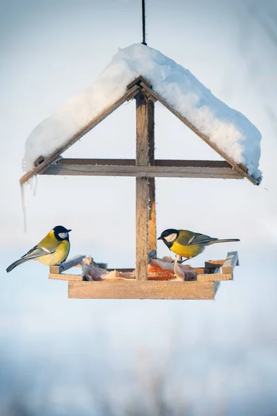 Two Tit Snowy Winter Bird Feeder Eating Pork Fat — Stockfoto