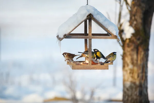 Πέντε Πουλιά Στον Τροφοδότη Πουλιών Χειμώνα Χιονισμένο Τρώγοντας Χοιρινό Λίπος — Φωτογραφία Αρχείου
