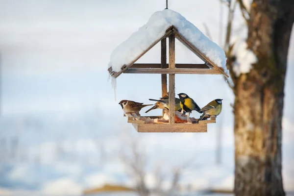 Cinq Oiseaux Dans Mangeoire Hivernale Enneigée Mangent Graisse Porc — Photo