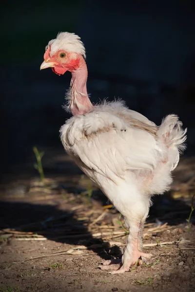 Çıplak boyun beyaz tavuk, profil