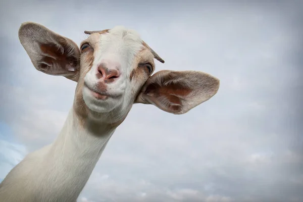 Proud Goat Portrait Blue Sky Background — Stock Photo, Image
