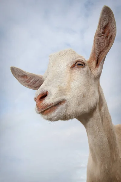 蓝天背景下的骄傲山羊肖像 — 图库照片
