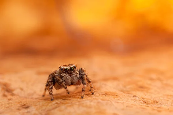 Araignée sauteuse sur la feuille orange — Photo