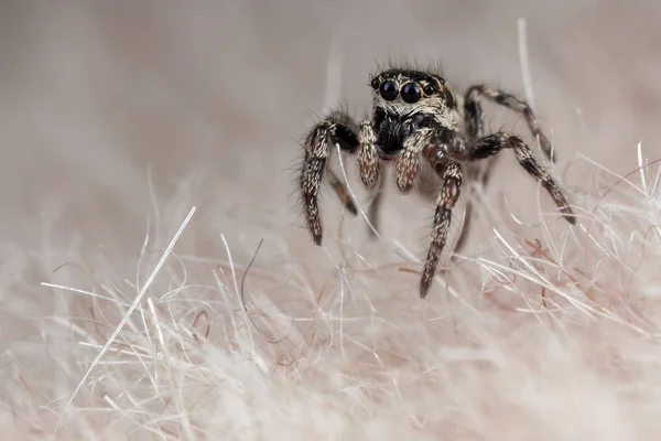 人造毛皮上的滑稽小蜘蛛 — 图库照片