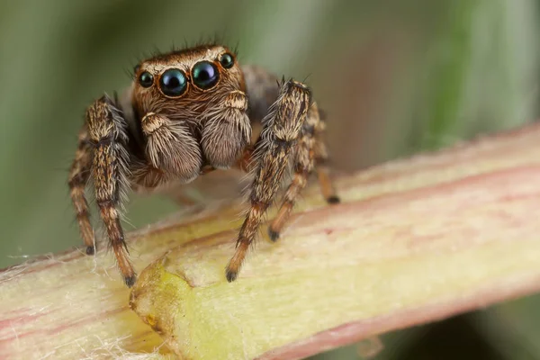 Aranha saltitante andando sobre o caule — Fotografia de Stock