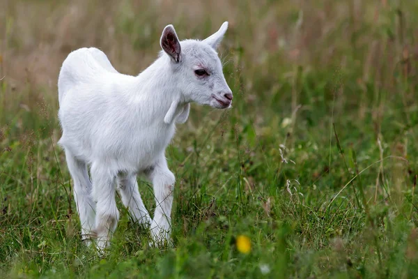 Petite chèvre blanche dans la prairie — Photo