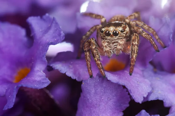 Jumping Spider Purple Flower — Stock Photo, Image