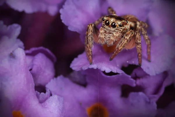 紫の花のハエトリグモ — ストック写真