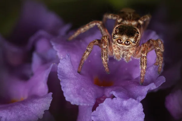 Araignée Sauteuse Sur Fleur Violette — Photo