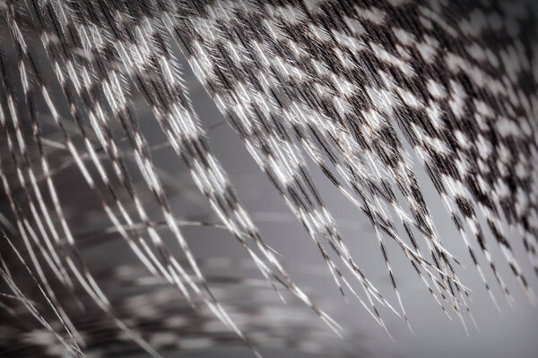 Серая красивая текстура оперения крупным планом
