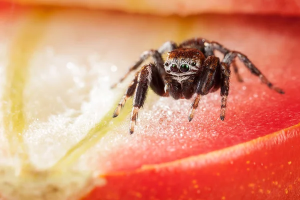 Araña Saltando Sobre Tomate Rojo — Foto de Stock