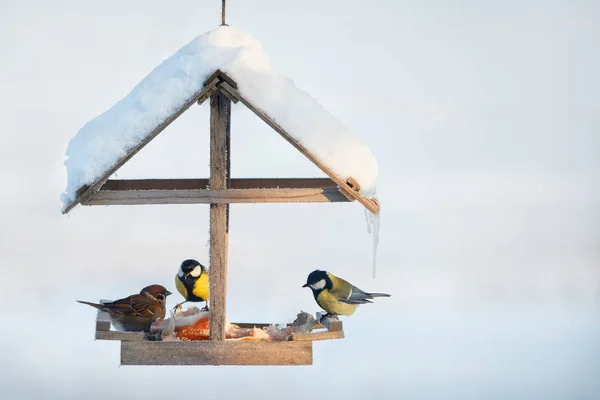 Talgoxe Och Sparrow Snörik Vinter Fågelbordet Äter Fläsk — Stockfoto