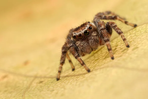 Прыгающий паук на осеннем листе — стоковое фото