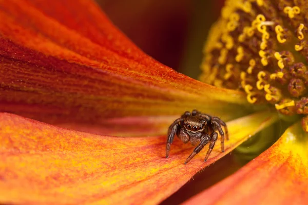 Jumping spider on the pollen petal — Stock Photo, Image