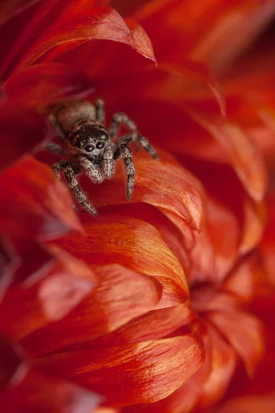 Araña saltando sobre la flor roja seca — Foto de Stock