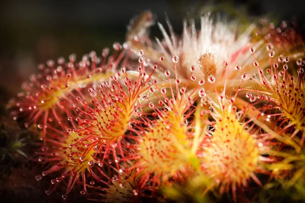 Belo Sundew Vermelho Amarelo — Fotografia de Stock