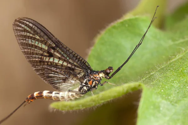 Ephemeroptera — Foto Stock