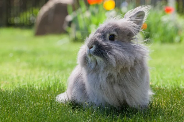 Lapin gris décoratif à cheveux longs — Photo