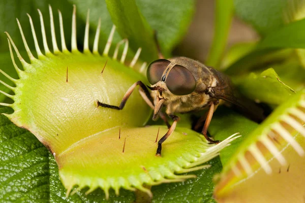 Mosca-cavalo e flytrap verde — Fotografia de Stock