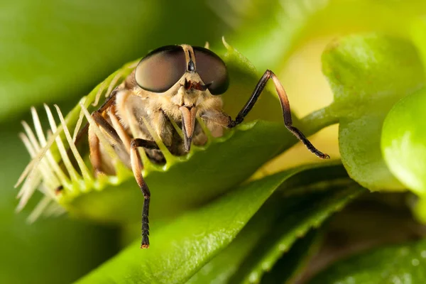 Horse-fly and green flytrap — Stock Photo, Image