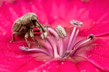 Brown hylobius bug eating pollen clipart