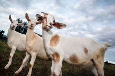 Üç büyük keçi çayırda poz