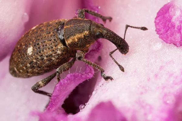 Polydrusus en la flor rosa — Foto de Stock