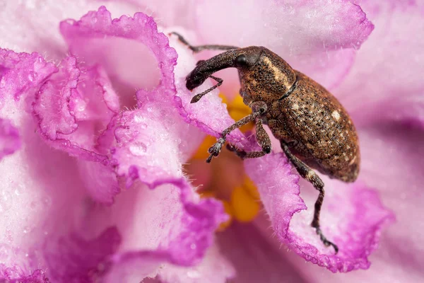 Polydrusus en la flor rosa — Foto de Stock