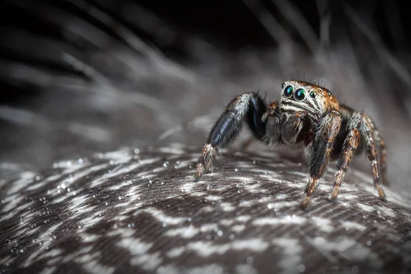 Spinne Springt Auf Die Federn — Stockfoto