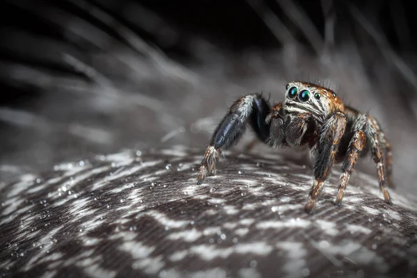 Aranha Saltitante Nas Penas — Fotografia de Stock