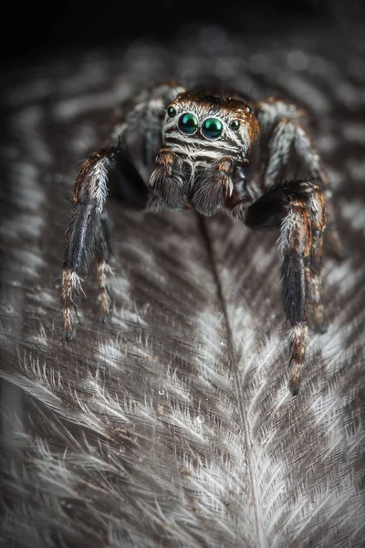 在羽毛上跳跃的蜘蛛 — 图库照片