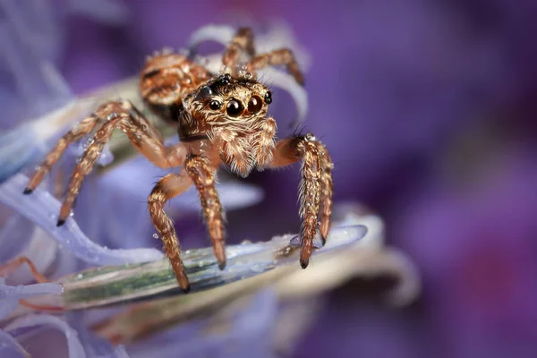 Jumping Spider Blue Sea Holly Flower — Stock Photo, Image