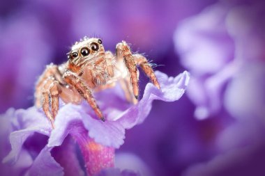 Arka ışık mor çiçek üzerinde örümcek atlama