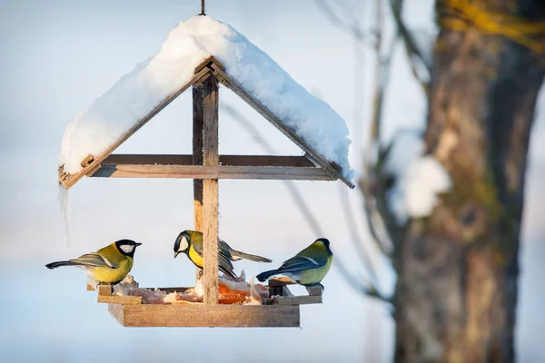Three Tit Snowy Winter Bird Feeder Eating Pork Fat — Stockfoto