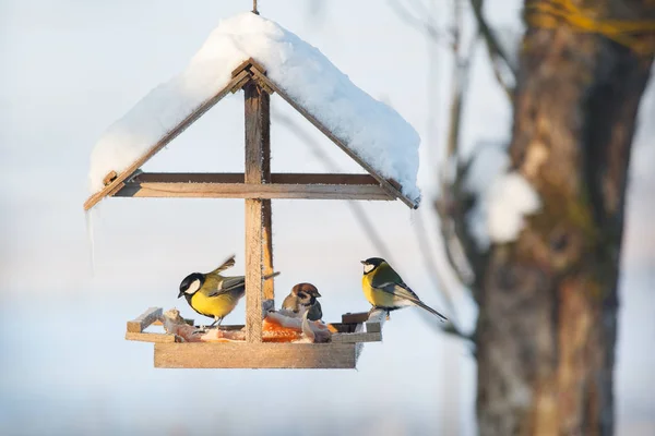 Three Tit Snowy Winter Bird Feeder Eating Pork Fat — Stockfoto